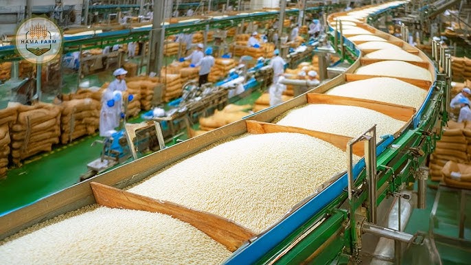 Thai rice direct from factory
